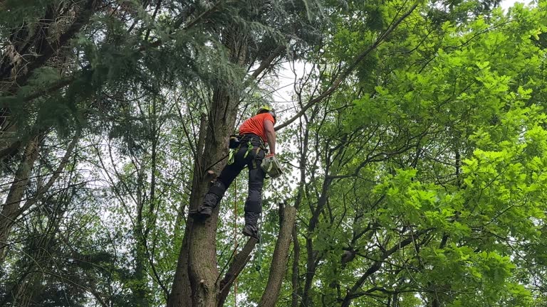 Best Fruit Tree Pruning  in Scott Af, IL